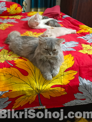 Persian pregnant female cat